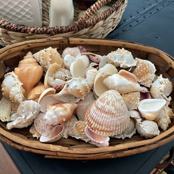 Five Pounds of Beautiful Sea Shells in a Wicker Basket - Picture 2 of 5